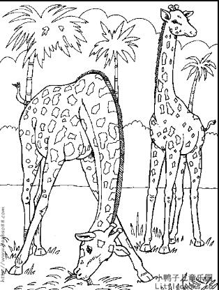 动物简笔画大全:长颈鹿
