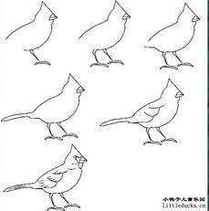 动物简笔画:小鸟简笔