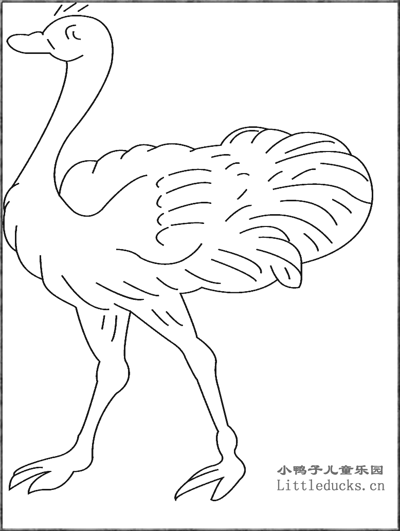 动物简笔画大全:鸵鸟的简笔画五