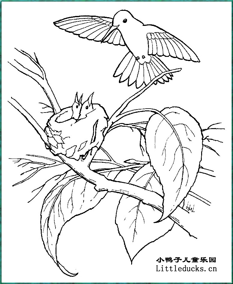 动物简笔画:小鸟简笔画11