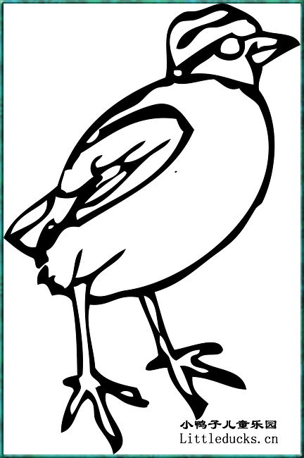 小鸟的简笔画十四站立的小鸟图片