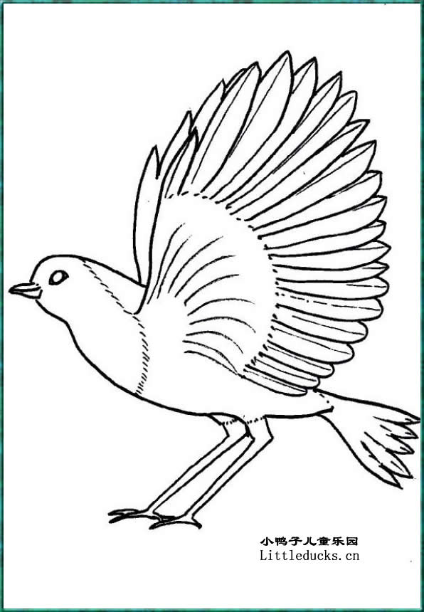 小鸟的简笔画十七展翅的小鸟图片