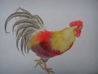 彩色铅笔画图片美丽的大公鸡