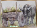 彩色铅笔画图片大全:水牛和牛车
