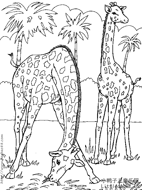动物简笔画大全:长颈鹿简笔画图片5