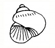 小动物简笔画图片大全:海螺简笔画