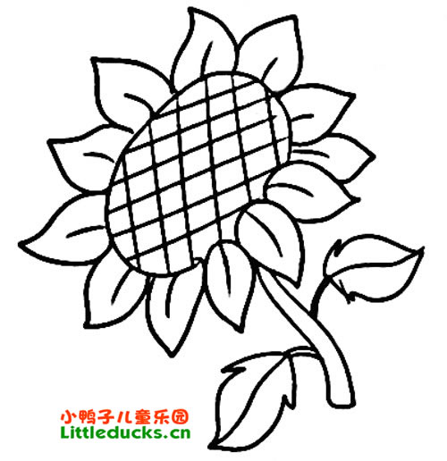 向日葵简笔画图片大全(24)