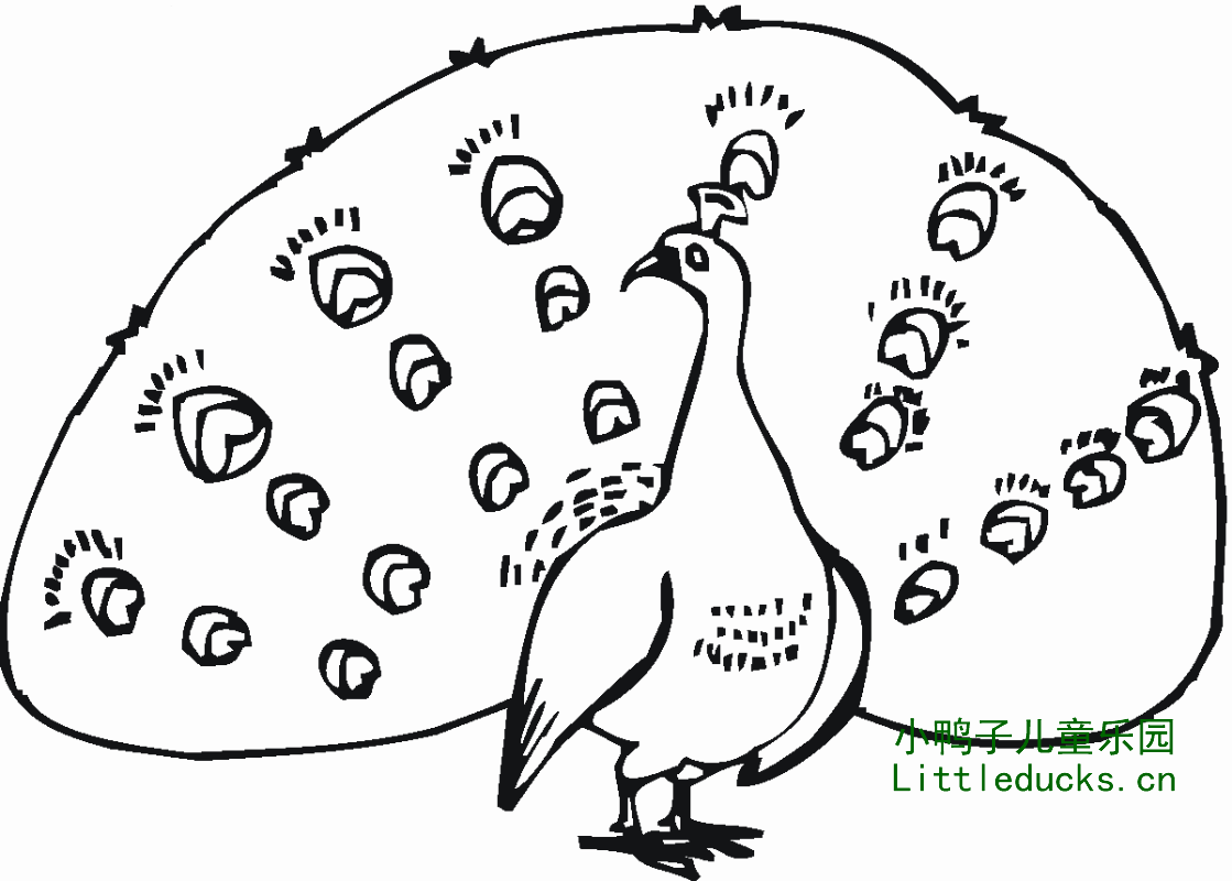 动物简笔画图片大全:美丽的孔雀简笔画9