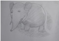 蔡承熹的素描画大象