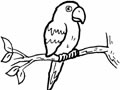 儿童画作品欣赏会说话的鹦鹉
