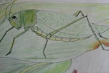 儿童画作品欣赏彩色铅笔画-绿色的蚱蜢