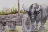 小学生绘画作品铅笔画-勤劳的老牛