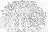 简易花草铅笔画-美丽的菊花
