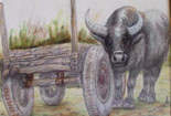 动物彩色铅笔画-勤劳的老牛