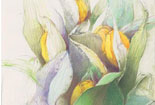 经典彩色铅笔画-美丽的花朵